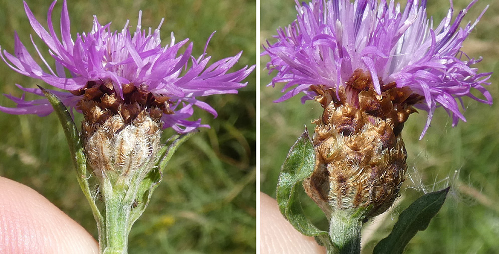 Centaurea jacea agg. | Wiesen-Flockenblume (Artengruppe) Centaurea jacea agg. | Wiesen-Flockenblume (Artengruppe)