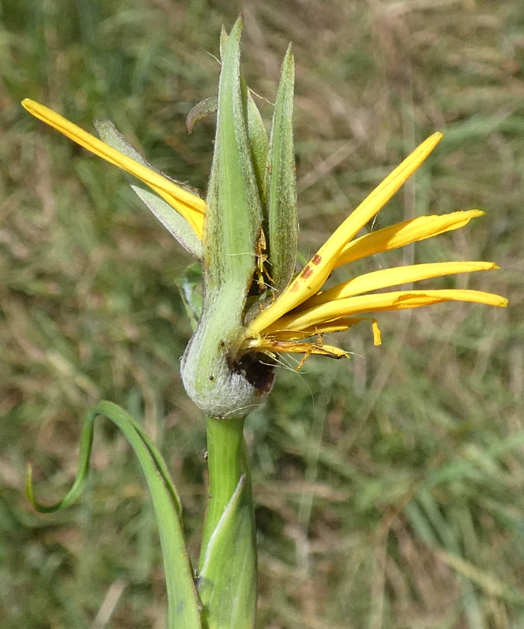 Tragopogon orientalis | Orientalischer Bocksbart Tragopogon orientalis | Orientalischer Bocksbart