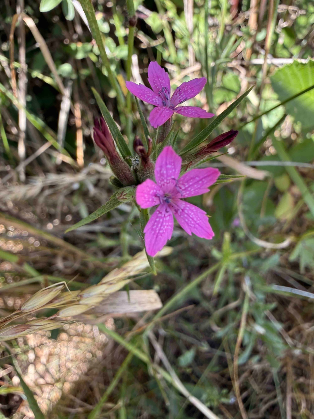 Dianthus armeria subsp. armeria | Raue Nelke Dianthus armeria subsp. armeria | Raue Nelke