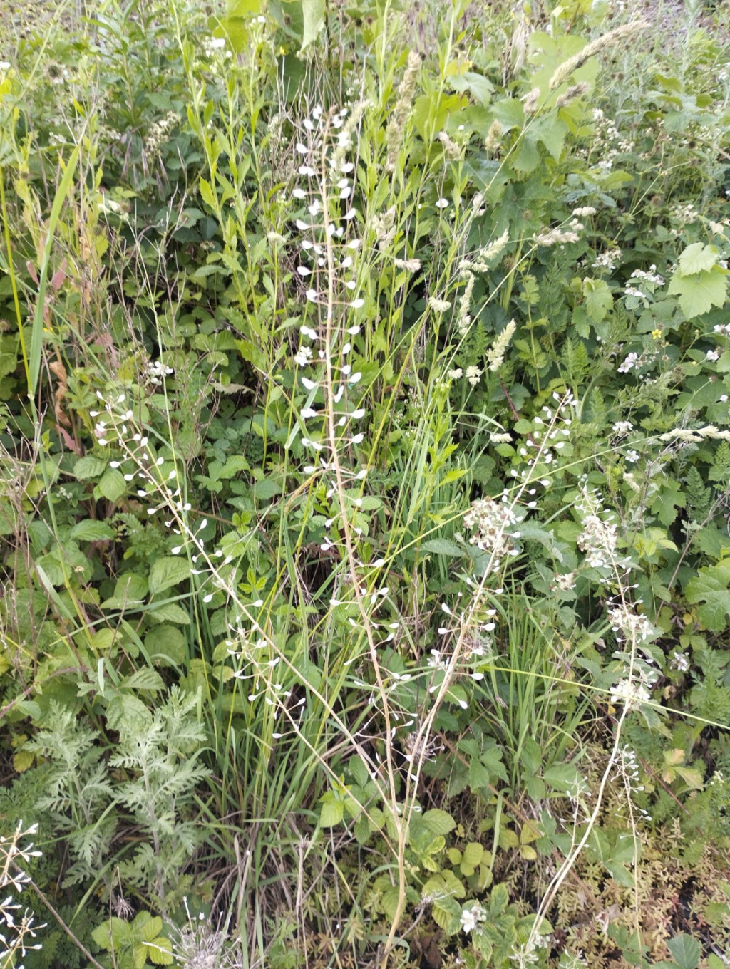 Thlaspi alliaceum Thlaspi alliaceum