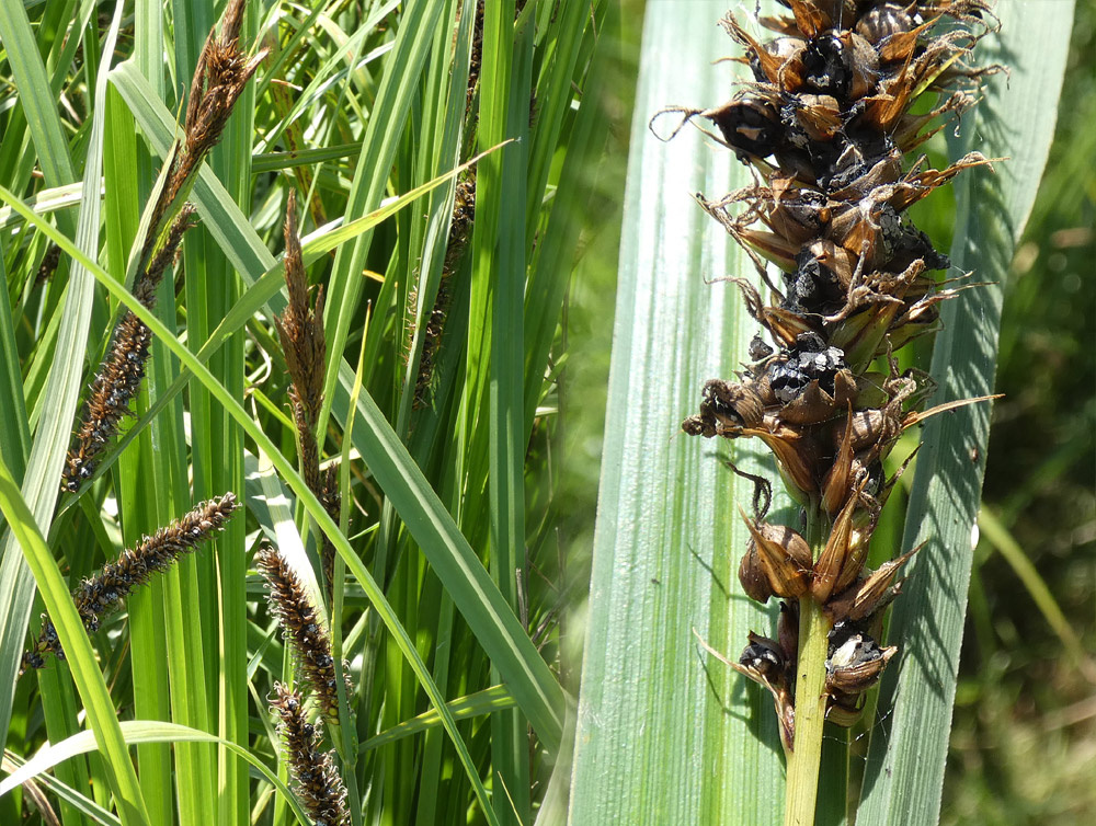 Carex riparia | Ufer-Segge Carex riparia | Ufer-Segge