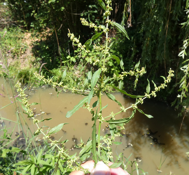 Rumex conglomeratus | Knäuel-Ampfer Rumex conglomeratus | Knäuel-Ampfer