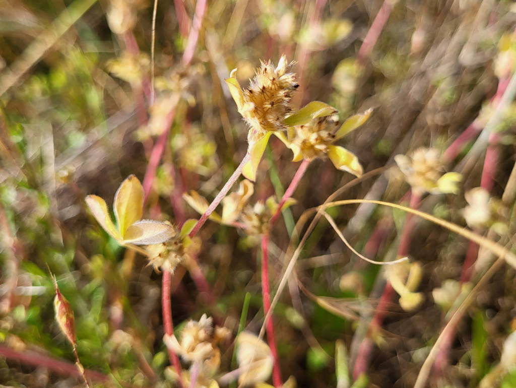 Trifolium striatum | Streifen-Klee Trifolium striatum | Streifen-Klee