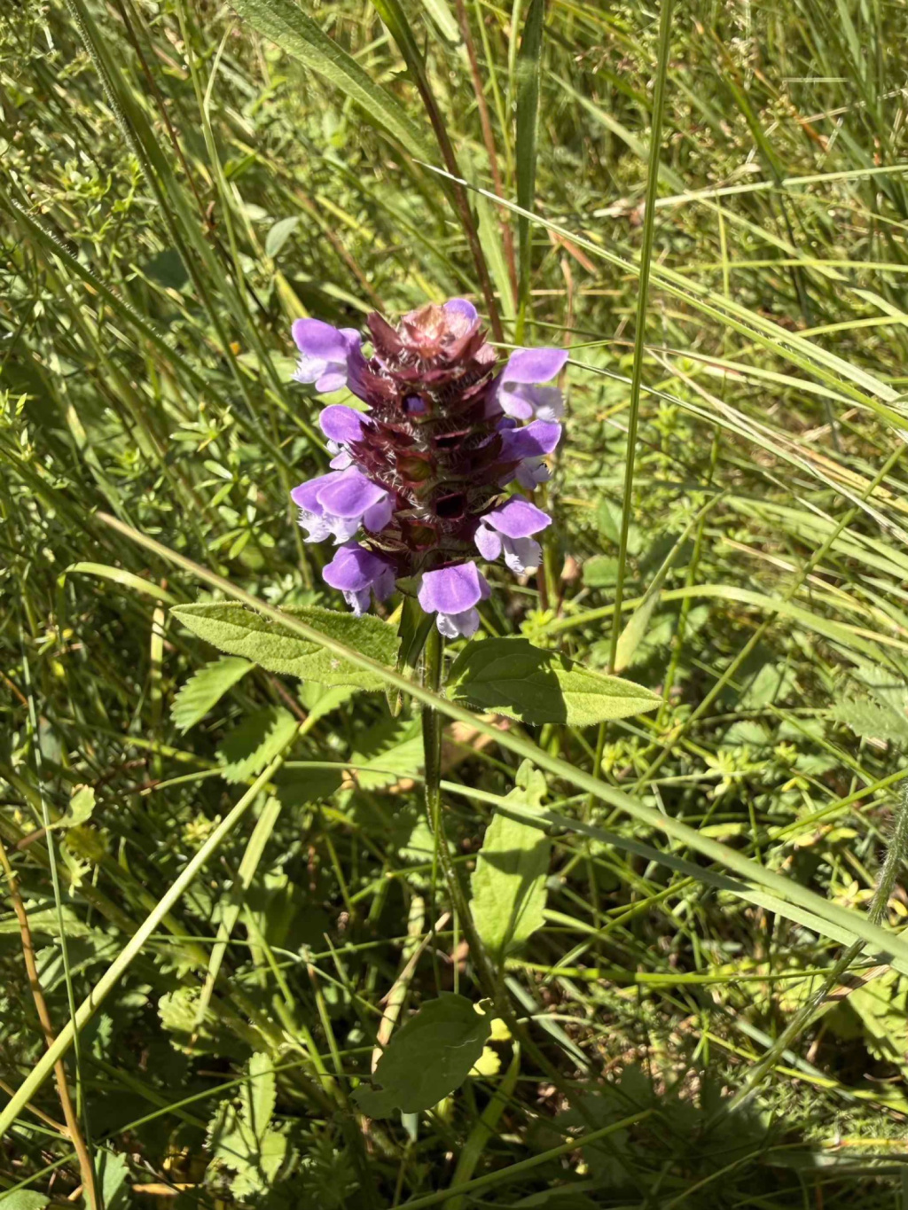 Prunella vulgaris | Gewöhnliche Braunelle Prunella vulgaris | Gewöhnliche Braunelle