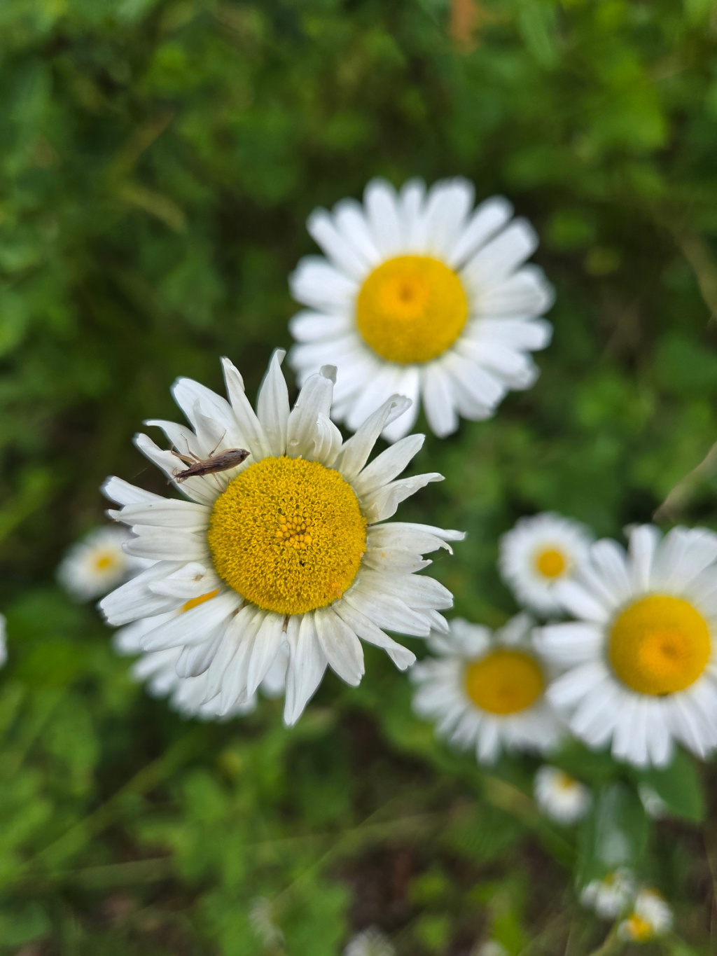 Leucanthemum vulgare agg. | Wiesen-Margerite (Artengruppe) Leucanthemum vulgare agg. | Wiesen-Margerite (Artengruppe)