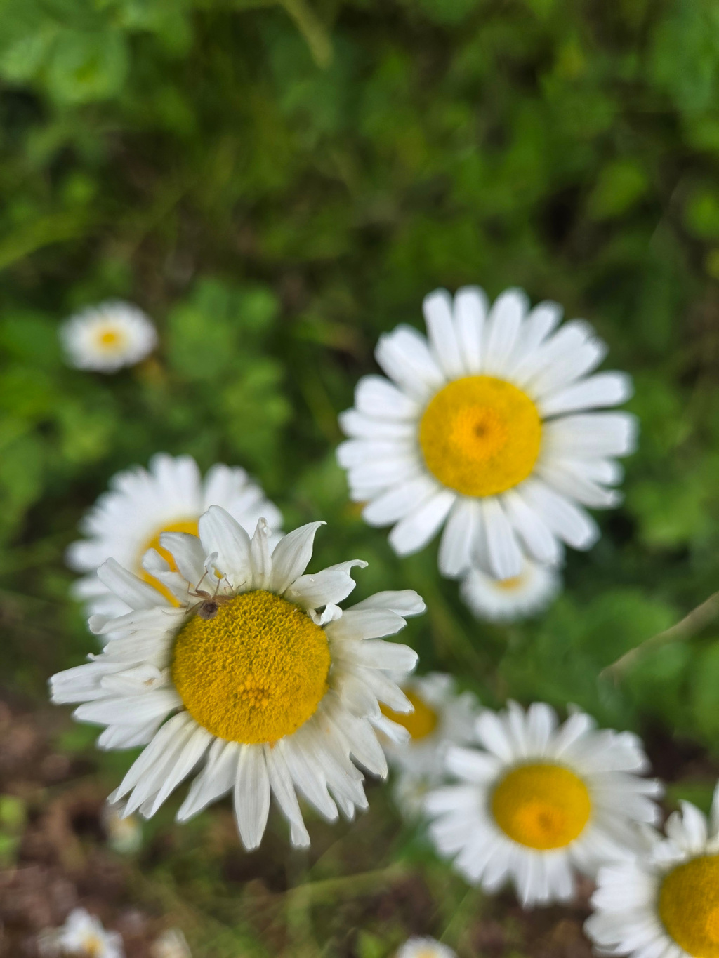 Leucanthemum vulgare agg. | Wiesen-Margerite (Artengruppe) Leucanthemum vulgare agg. | Wiesen-Margerite (Artengruppe)