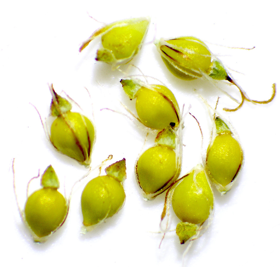 Eleocharis palustris agg. | Echte Sumpfsimse (Artengruppe) Eleocharis palustris agg. | Echte Sumpfsimse (Artengruppe)