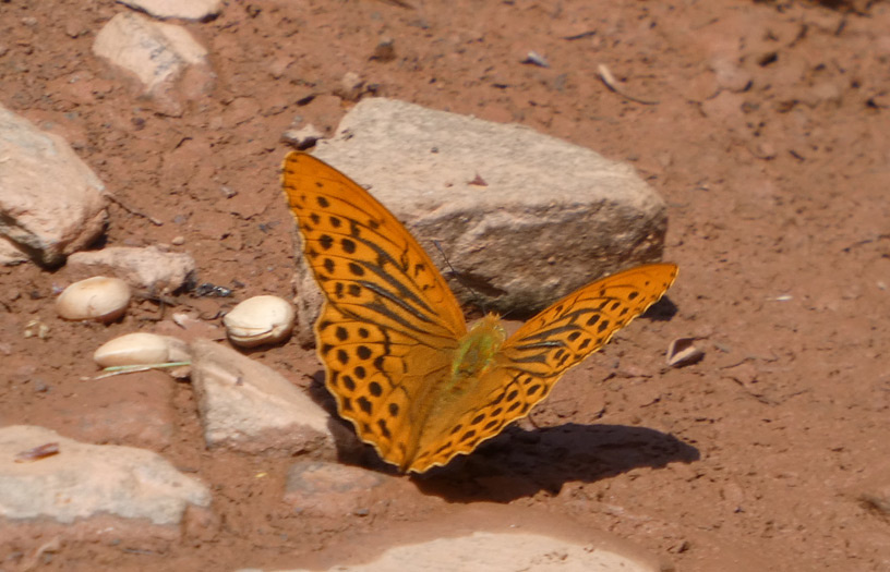 Argynnis paphia | Kaisermantel Argynnis paphia | Kaisermantel