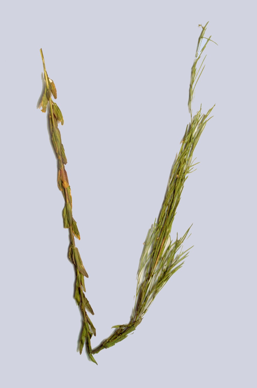 Arabis sagittata | Pfeilblättrige Gänsekresse Arabis sagittata | Pfeilblättrige Gänsekresse