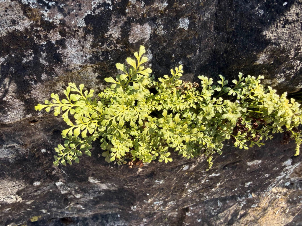 Asplenium ruta-muraria subsp. ruta-muraria | Mauerraute Asplenium ruta-muraria subsp. ruta-muraria | Mauerraute