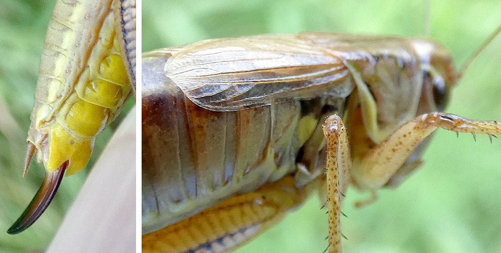 Metrioptera roeselii | Roesels Beißschrecke Metrioptera roeselii | Roesels Beißschrecke