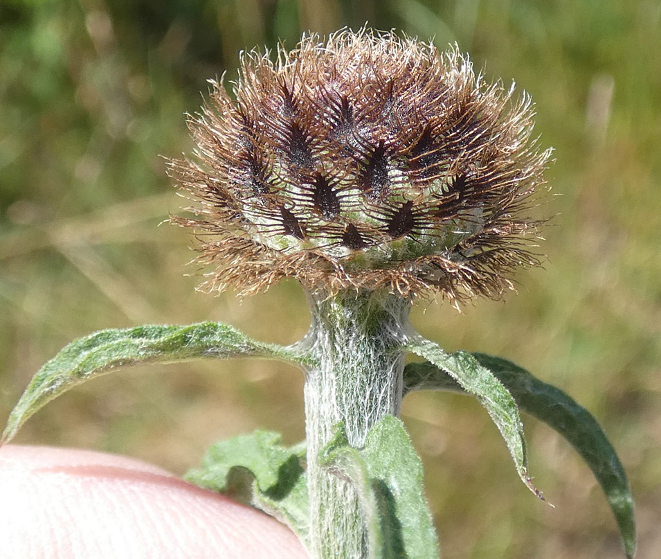 Centaurea nigra subsp. nemoralis Centaurea nigra subsp. nemoralis