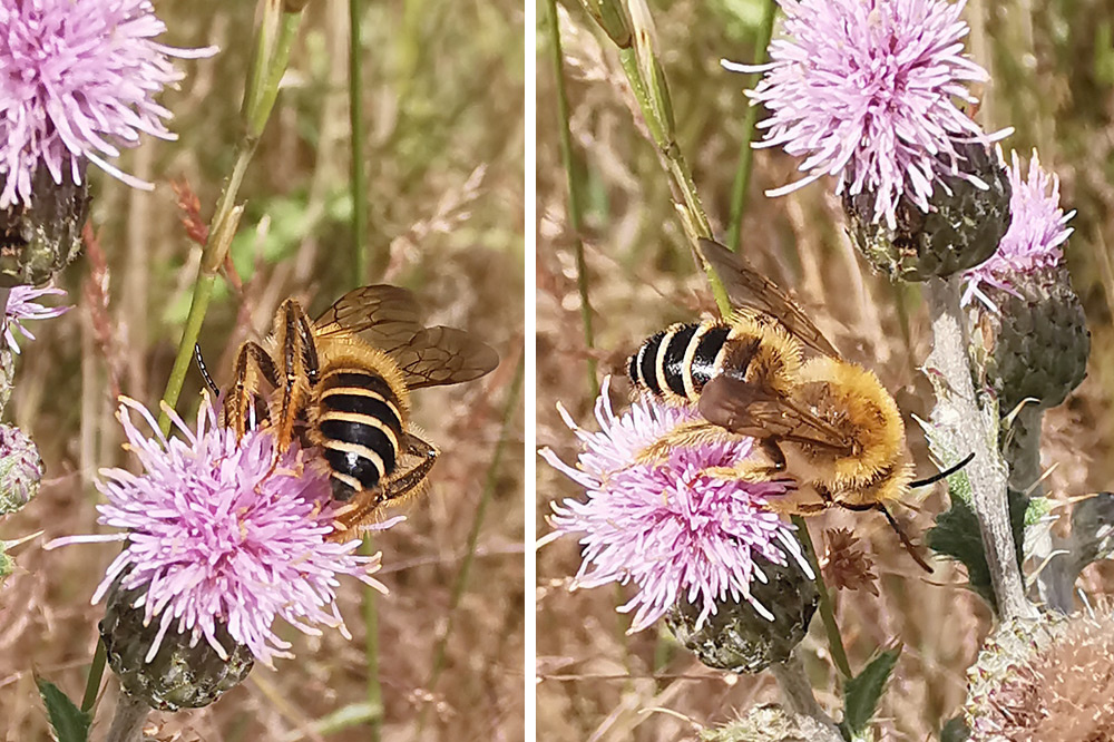 Dasypoda hirtipes | Dunkelfransige Hosenbiene Dasypoda hirtipes | Dunkelfransige Hosenbiene