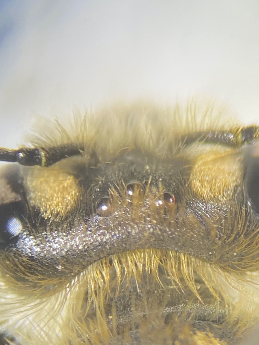 Andrena lathyri | Zaunwicken-Sandbiene Andrena lathyri | Zaunwicken-Sandbiene
