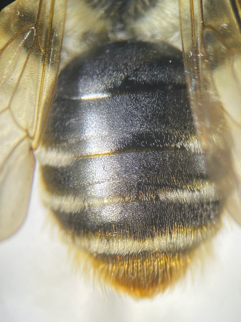 Andrena lathyri | Zaunwicken-Sandbiene Andrena lathyri | Zaunwicken-Sandbiene