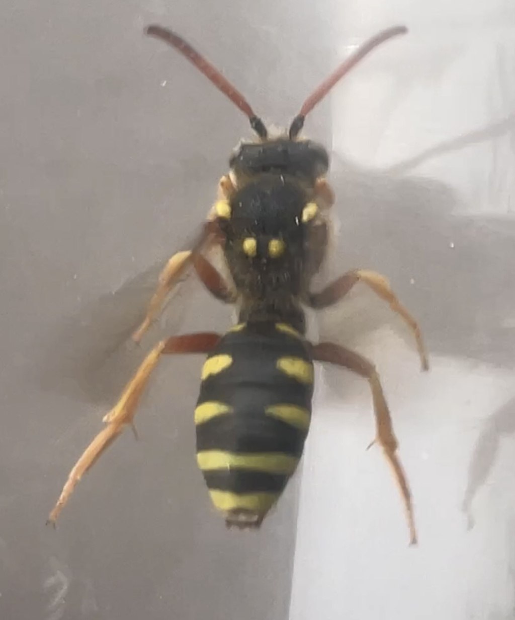 Nomada sexfasciata | Langkopf-Wespenbiene Nomada sexfasciata | Langkopf-Wespenbiene