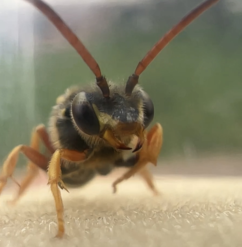 Nomada sexfasciata | Langkopf-Wespenbiene Nomada sexfasciata | Langkopf-Wespenbiene