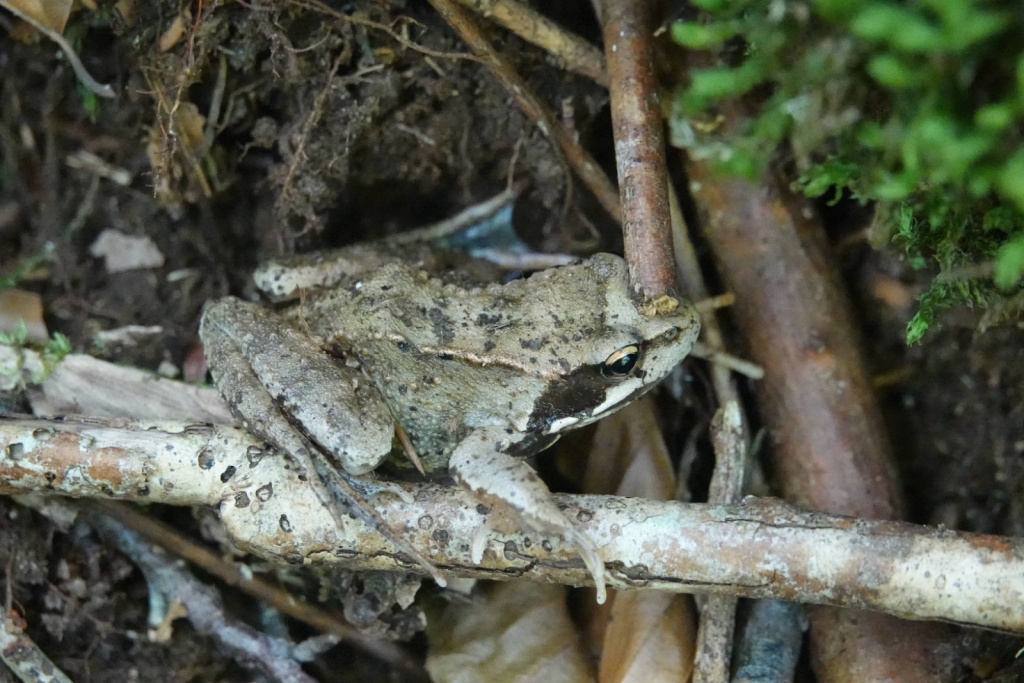 Rana temporaria | Grasfrosch Rana temporaria | Grasfrosch