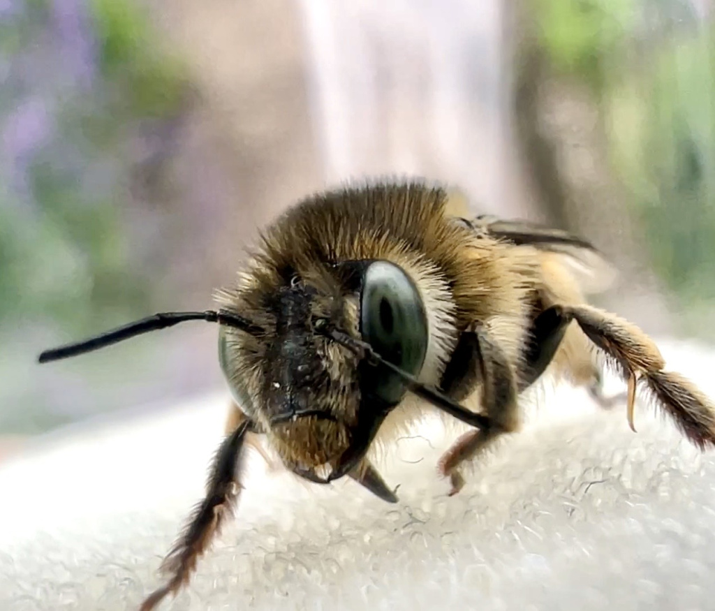 Anthophora quadrimaculata | Vierfleck-Pelzbiene Anthophora quadrimaculata | Vierfleck-Pelzbiene