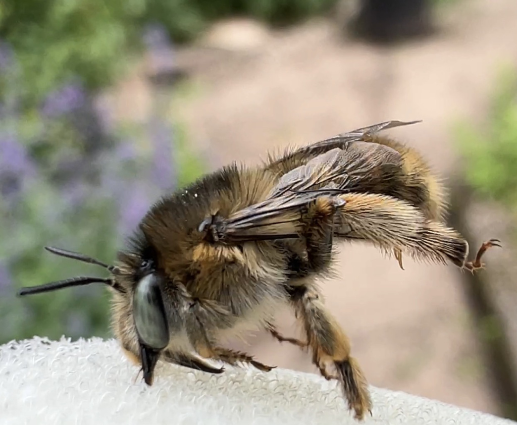Anthophora quadrimaculata | Vierfleck-Pelzbiene Anthophora quadrimaculata | Vierfleck-Pelzbiene