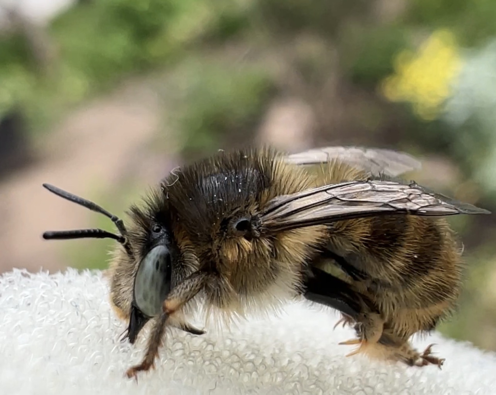 Anthophora quadrimaculata | Vierfleck-Pelzbiene Anthophora quadrimaculata | Vierfleck-Pelzbiene