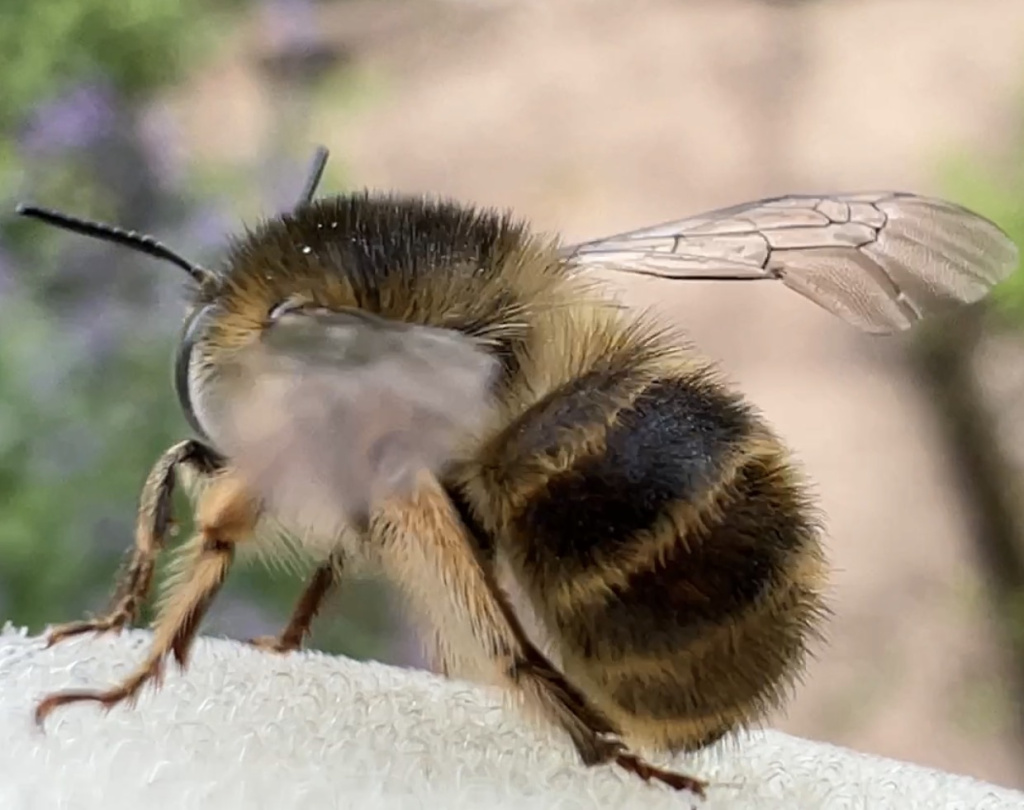 Anthophora quadrimaculata | Vierfleck-Pelzbiene Anthophora quadrimaculata | Vierfleck-Pelzbiene