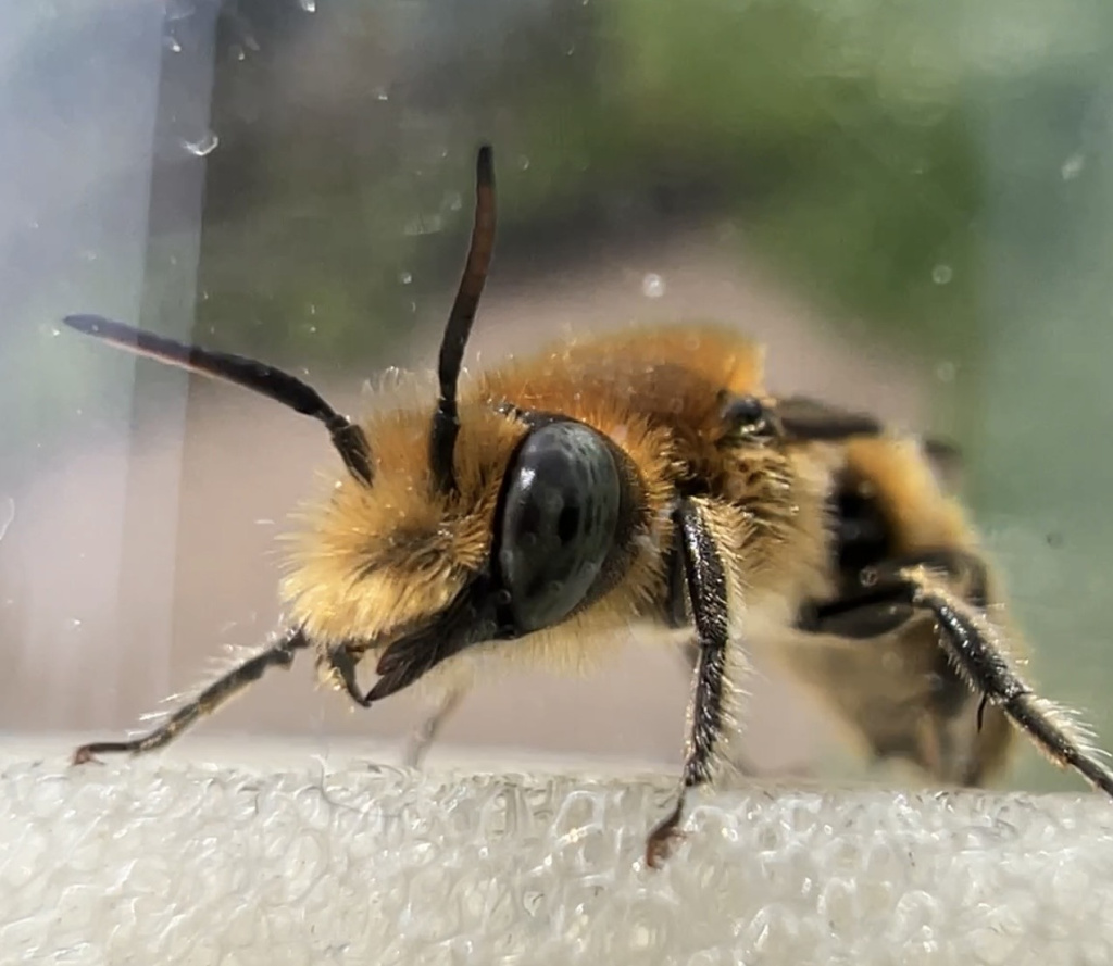Osmia adunca Osmia adunca