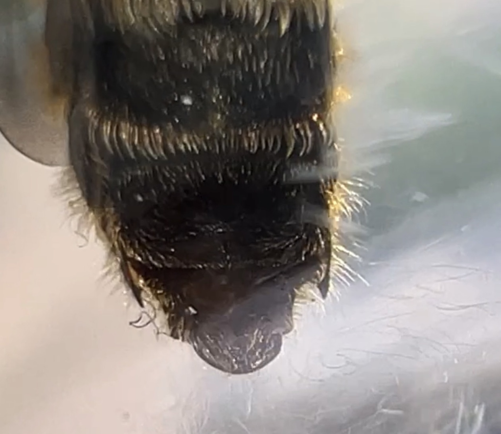 Osmia adunca Osmia adunca
