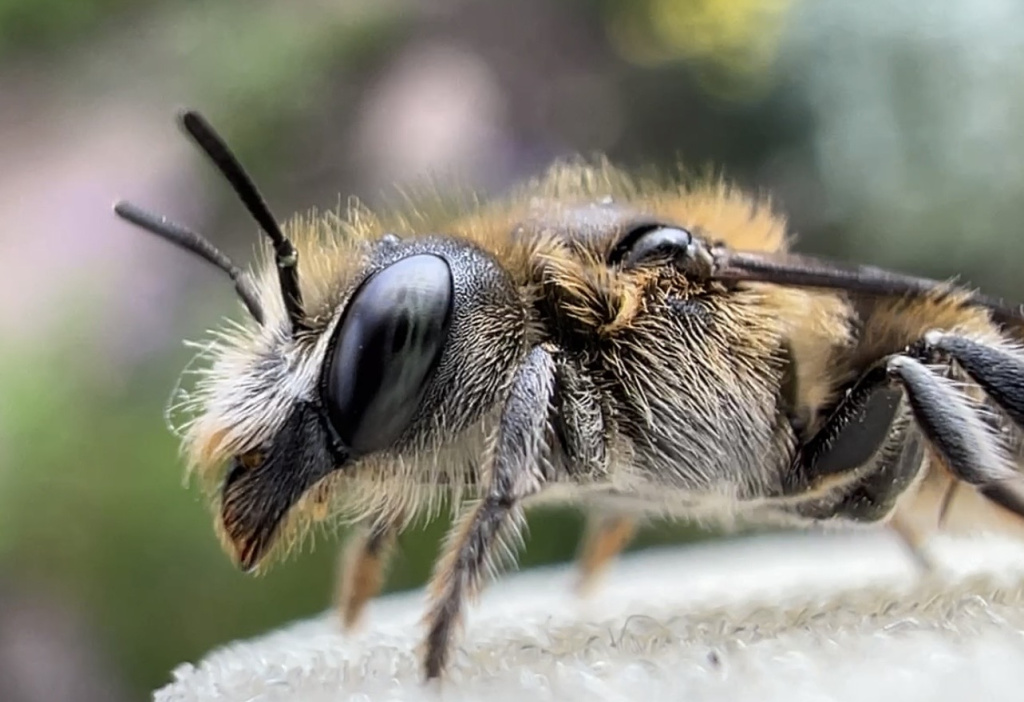 Osmia adunca Osmia adunca