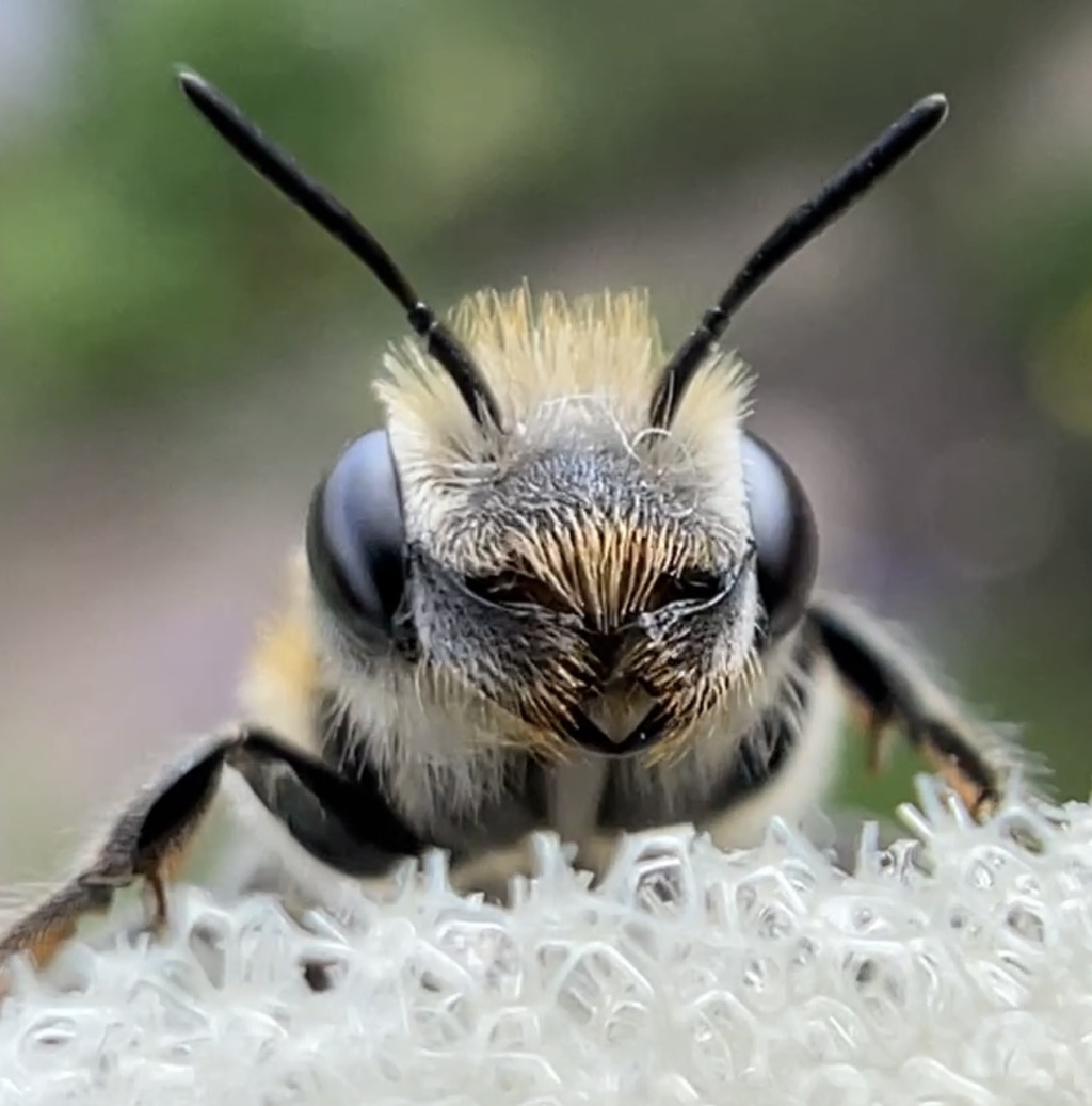 Osmia adunca Osmia adunca