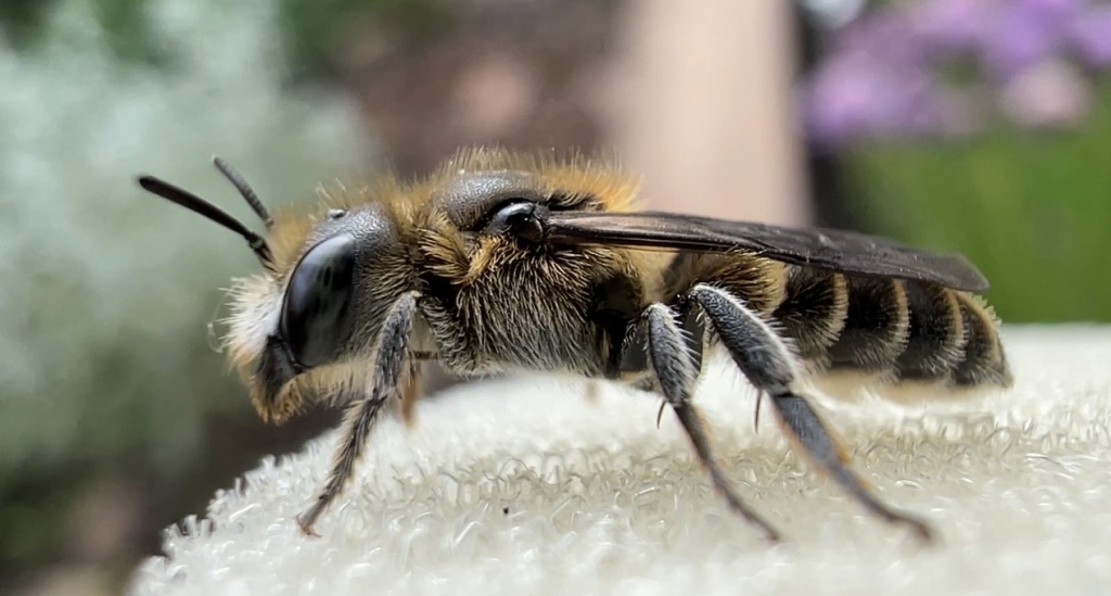 Osmia adunca Osmia adunca