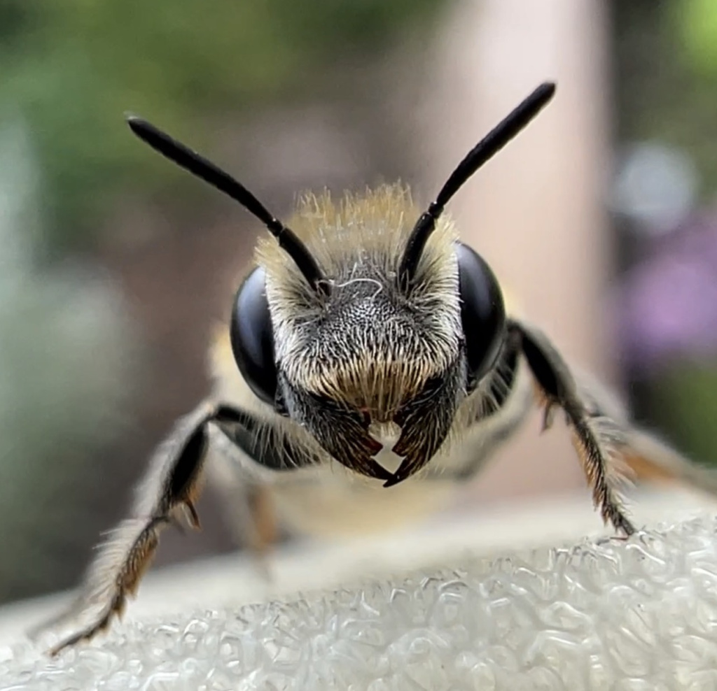 Osmia adunca Osmia adunca