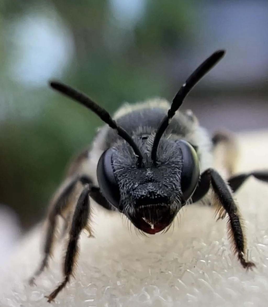 Lasioglossum sexnotatum | Spargel-Schmalbiene Lasioglossum sexnotatum | Spargel-Schmalbiene
