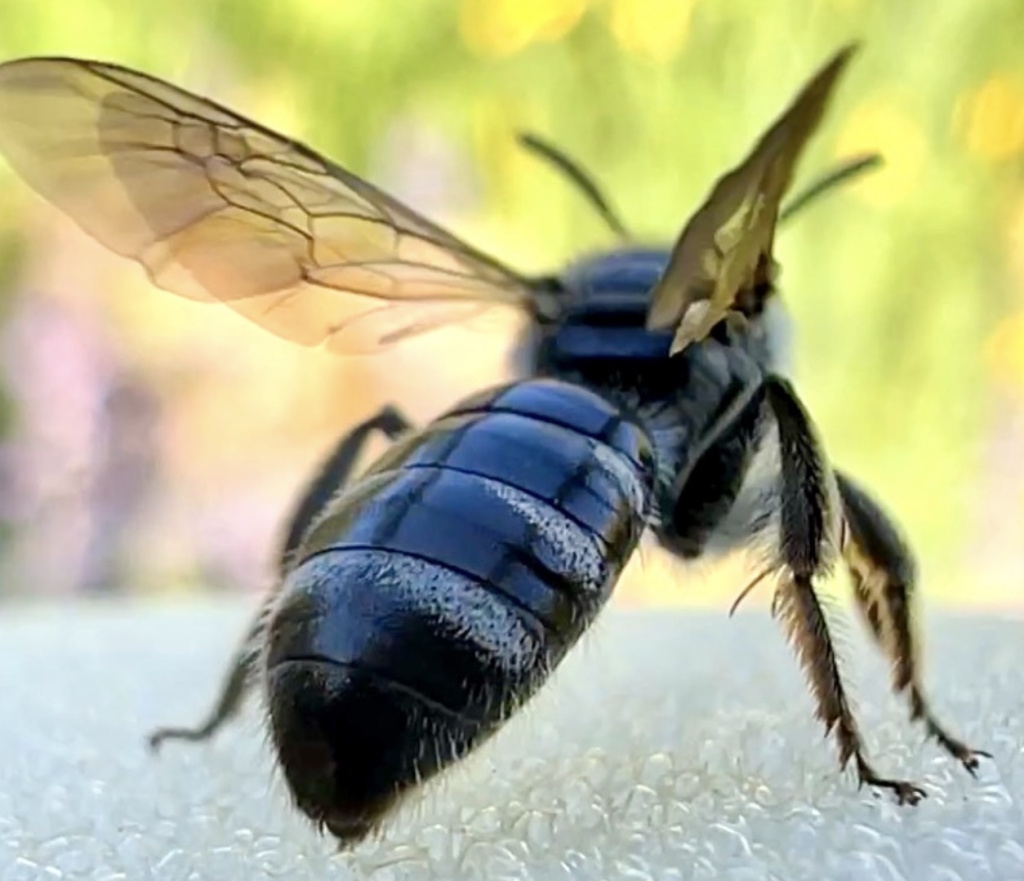 Lasioglossum sexnotatum | Spargel-Schmalbiene Lasioglossum sexnotatum | Spargel-Schmalbiene