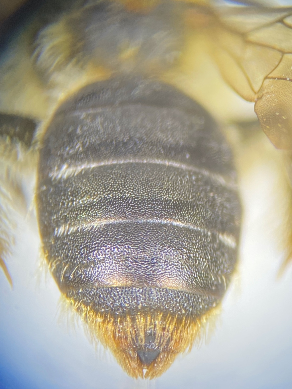 Andrena lagopus | Zweizellige Sandbiene Andrena lagopus | Zweizellige Sandbiene