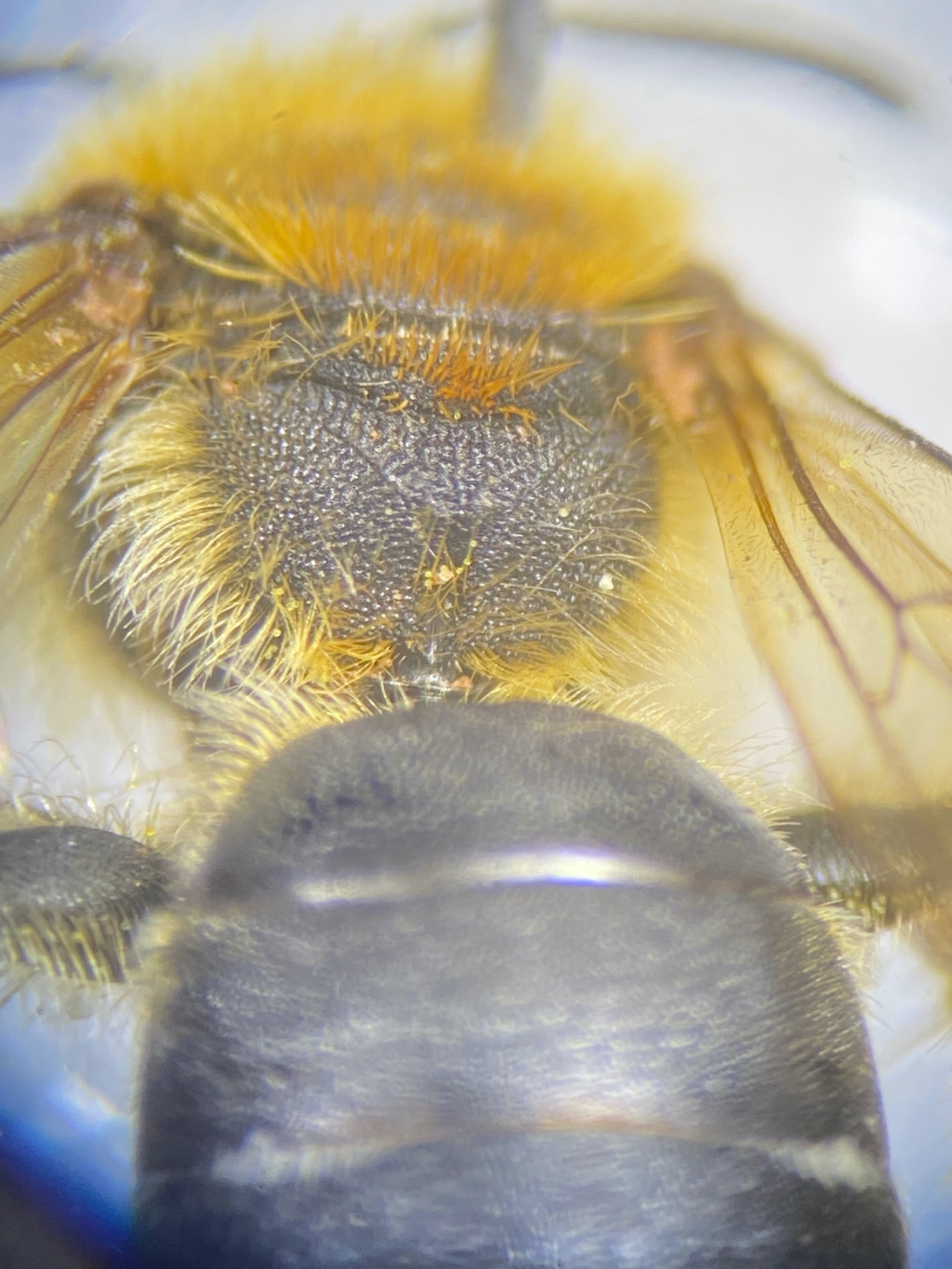 Andrena lagopus | Zweizellige Sandbiene Andrena lagopus | Zweizellige Sandbiene