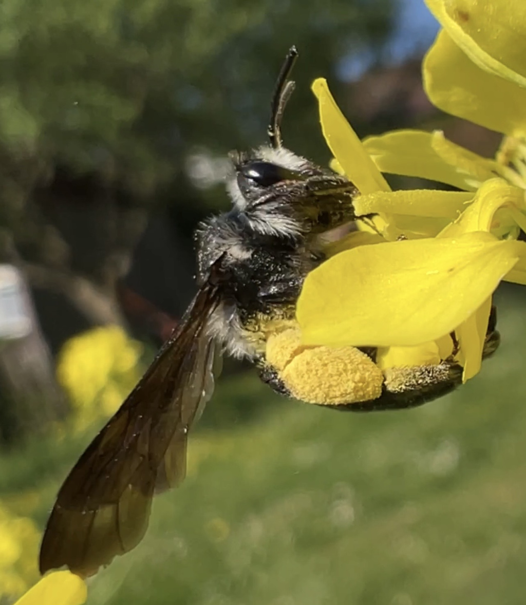 Andrena agilissima | Senf-Blauschillersandbiene Andrena agilissima | Senf-Blauschillersandbiene