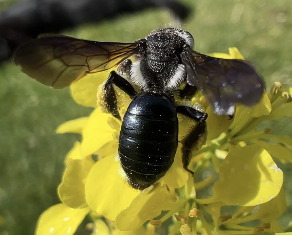 Andrena agilissima | Senf-Blauschillersandbiene Andrena agilissima | Senf-Blauschillersandbiene
