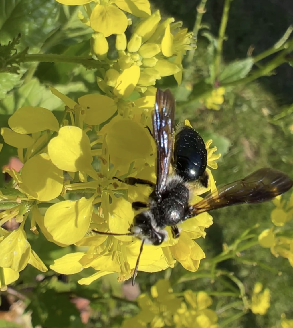 Andrena agilissima | Senf-Blauschillersandbiene Andrena agilissima | Senf-Blauschillersandbiene