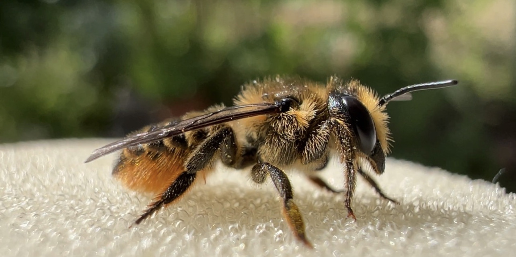 Megachile centuncularis | Rosen-Blattschneiderbiene Megachile centuncularis | Rosen-Blattschneiderbiene