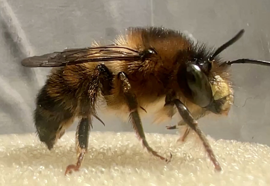 Anthophora furcata | Wald-Pelzbiene Anthophora furcata | Wald-Pelzbiene