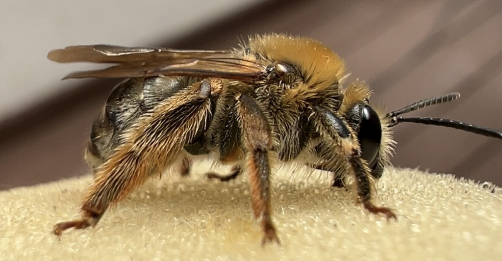 Eucera longicornis | Juni-Langhornbiene Eucera longicornis | Juni-Langhornbiene