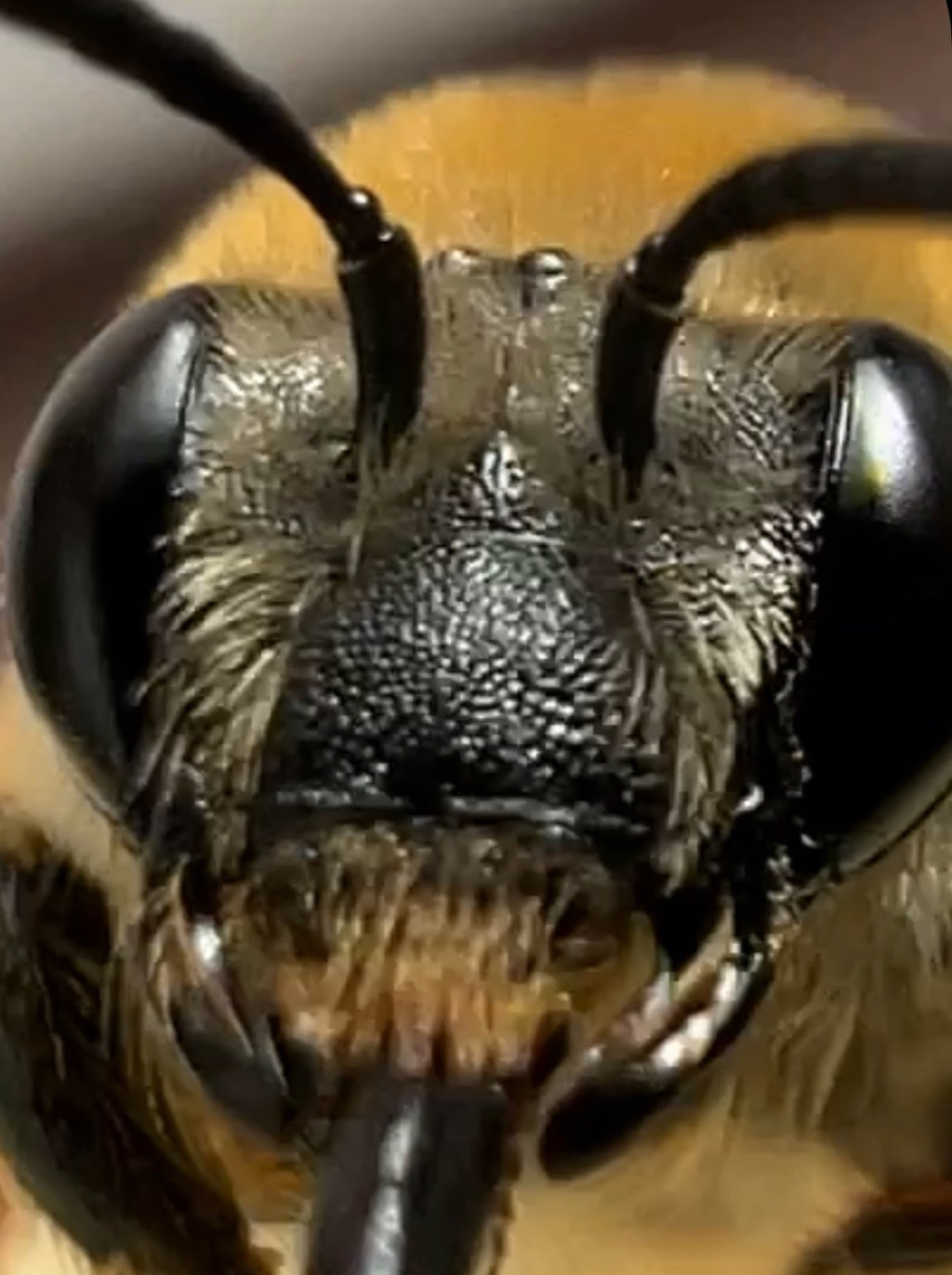 Eucera longicornis | Juni-Langhornbiene Eucera longicornis | Juni-Langhornbiene