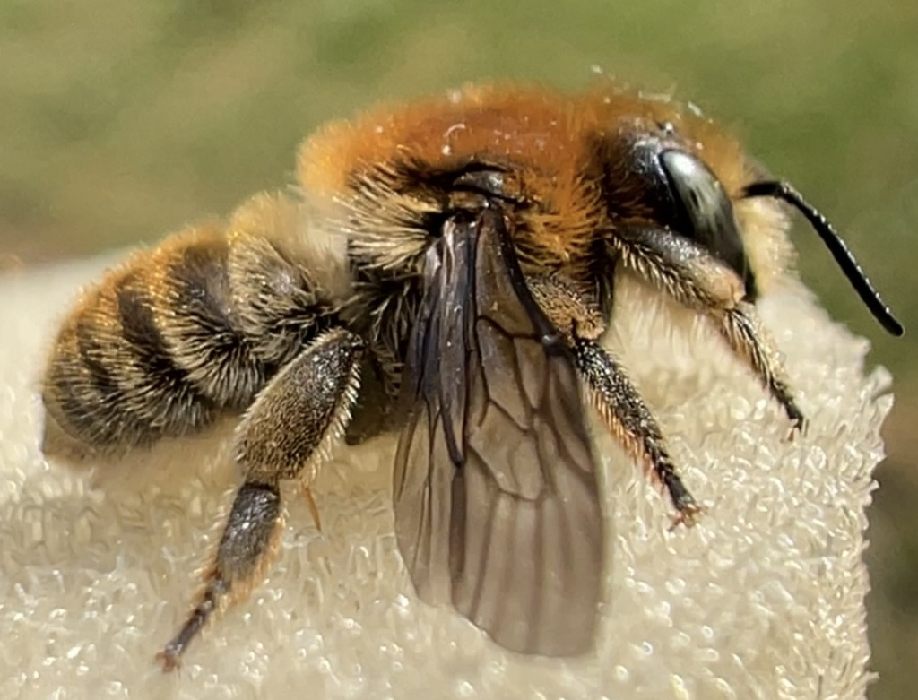 Anthidium byssinum Anthidium byssinum