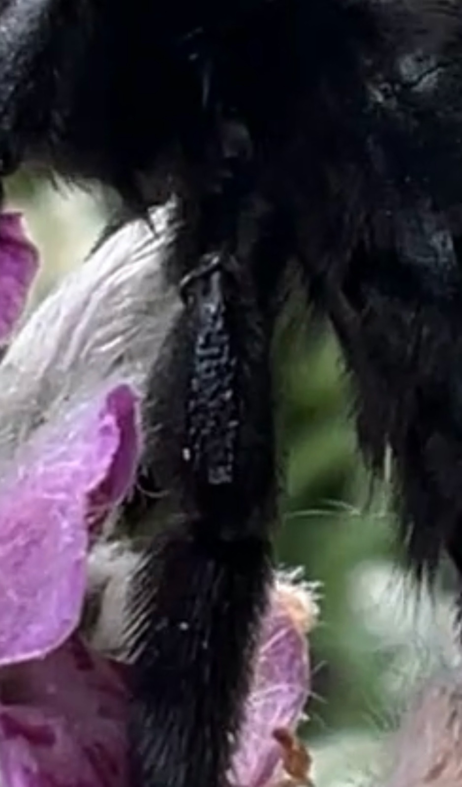 Xylocopa valga | Schwarzfühler-Holzbiene Xylocopa valga | Schwarzfühler-Holzbiene