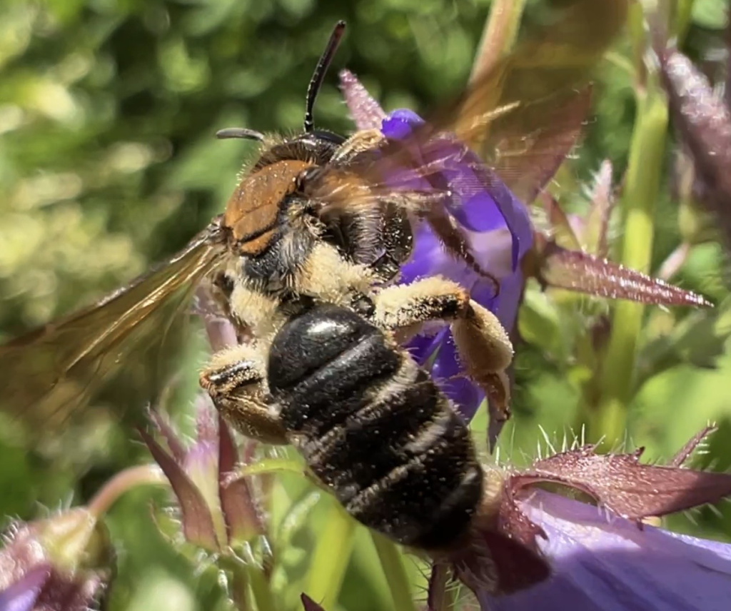 Andrena curvungula | Braune Schuppensandbiene Andrena curvungula | Braune Schuppensandbiene
