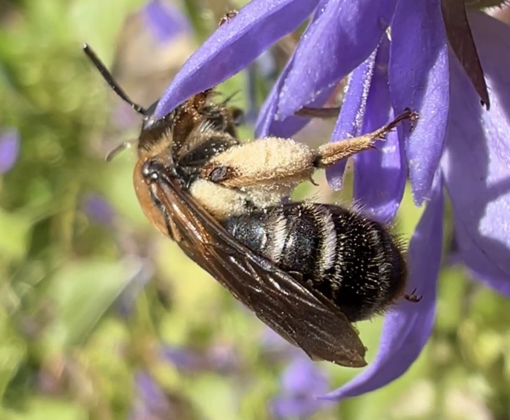 Andrena curvungula | Braune Schuppensandbiene Andrena curvungula | Braune Schuppensandbiene