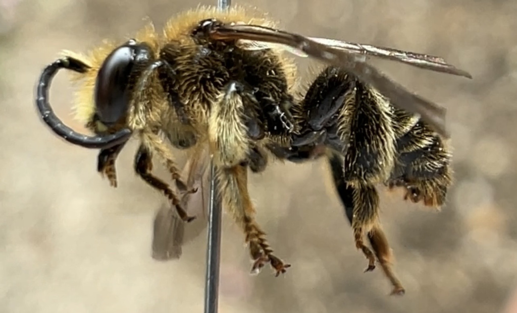 Macropis fulvipes | Wald-Schenkelbiene Macropis fulvipes | Wald-Schenkelbiene