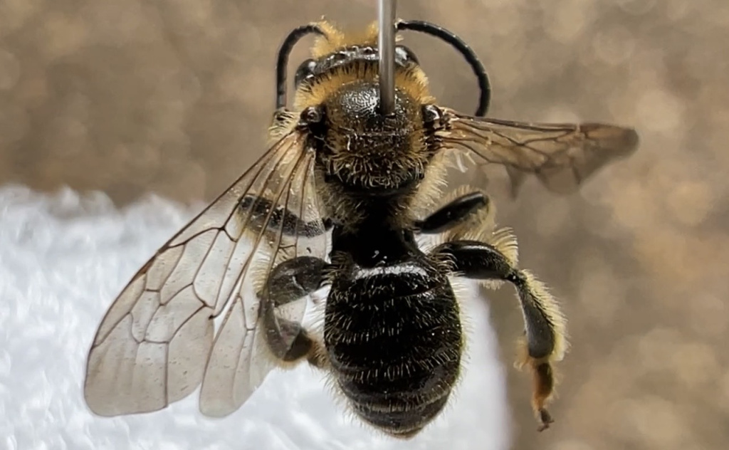Macropis fulvipes | Wald-Schenkelbiene Macropis fulvipes | Wald-Schenkelbiene