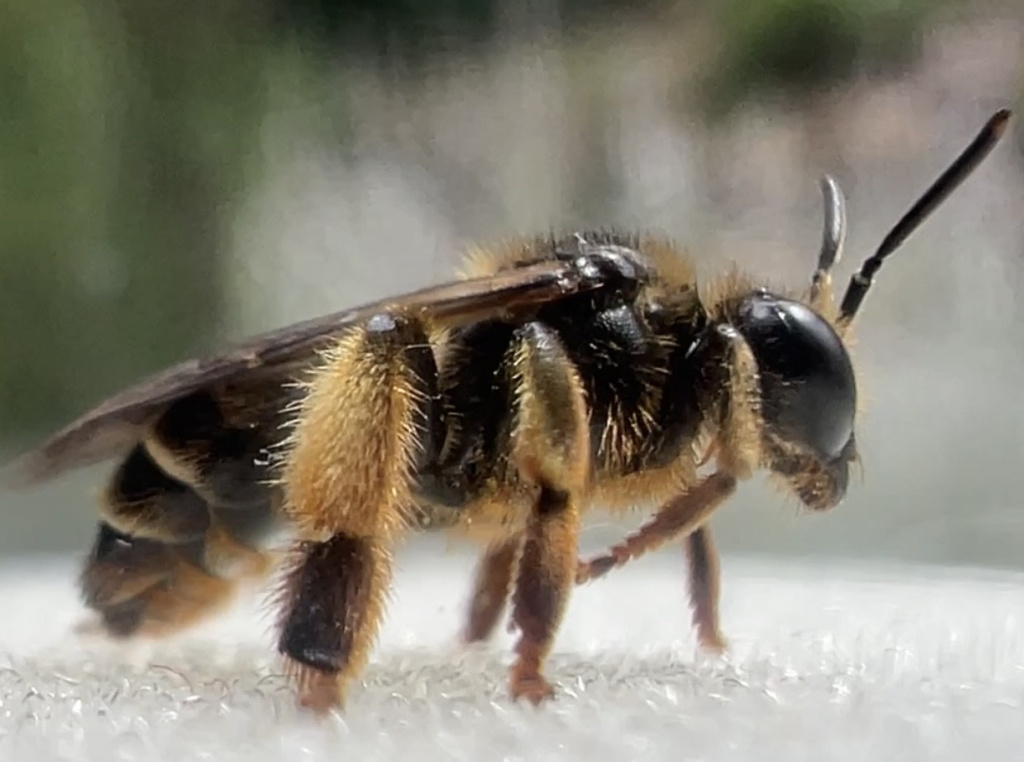 Macropis fulvipes | Wald-Schenkelbiene Macropis fulvipes | Wald-Schenkelbiene